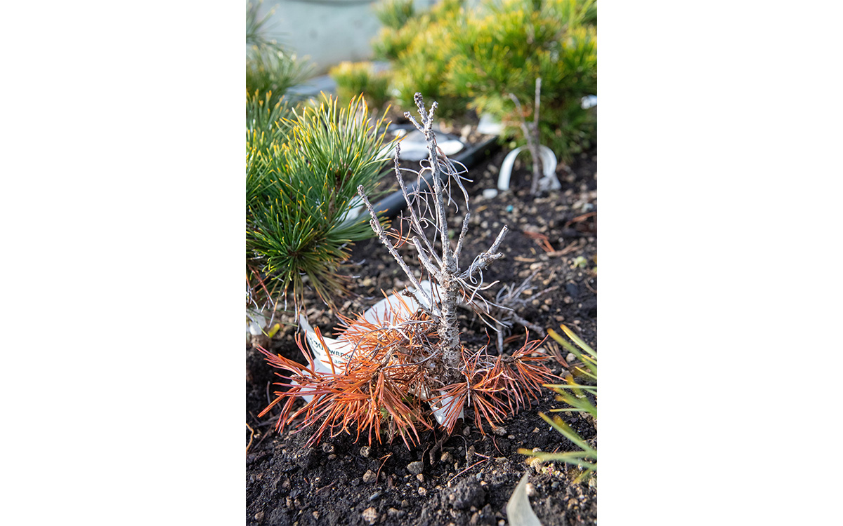 Photo gracieuseté de Zack Metcalfe