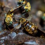 Les abeilles sans dard d'Amazonie deviennent des « espèces protégées » pour stopper la déforestation, les pesticides et les espèces envahissantes