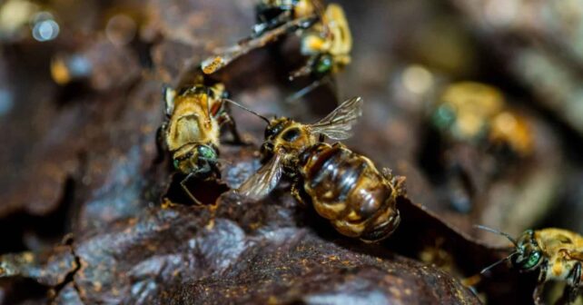 Primer plano de abejas sin aguijón en su colmena en la selva amazónica de Perú