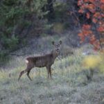 Émouvant : la vidéo virale de son jardin refuge où des animaux sauvages viennent boire approche 1,5 million de vues