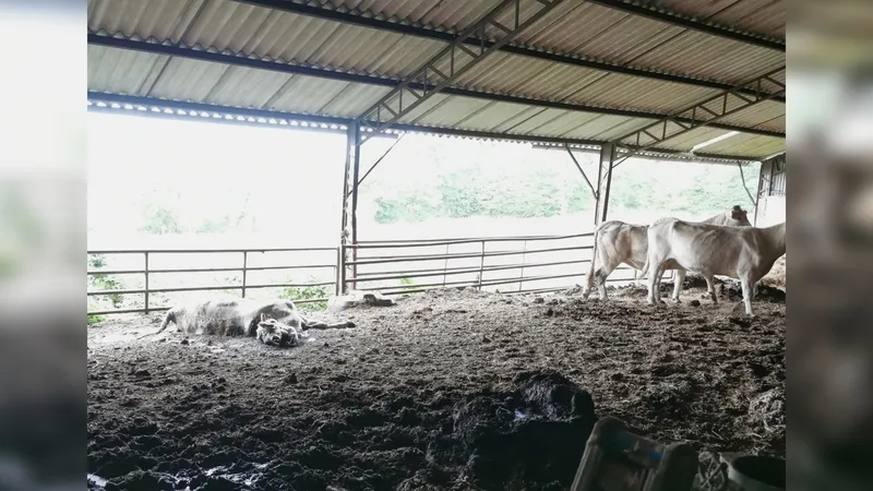 Affaire de maltraitance animale à Avril-sur-Loire (Nièvre), le 11 septembre 2025 : on aperçoit un cadavre de vache, et deux bovins encore en vie.