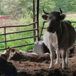 Découverte glaçante dans une ferme: une vingtaine de vaches retrouvées mortes, l’agriculteur déjà connu pour maltraitance animale