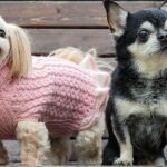 Les 9 races d’animaux de compagnie les plus populaires en 2026 : la n°3 va vous surprendre !