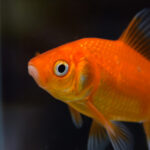 Poisson rouge : une espérance de vie incroyable — combien de temps vit-il vraiment ?
