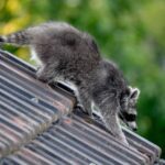 Alerte inédite dans les Pyrénées-Orientales : un raton laveur repéré pour la première fois, une très mauvaise nouvelle