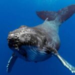 Les scientifiques confirment que les excréments de baleines fournissent du fer et nourrissent le phytoplancton