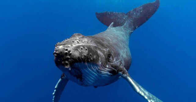 Ballena yubarta bajo el agua, clave en la fertilización oceánica y la captura de carbono según un nuevo estudio científico