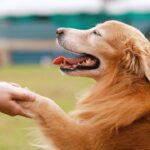 Les races de chiens les plus intelligentes : la n°1 va vous étonner !