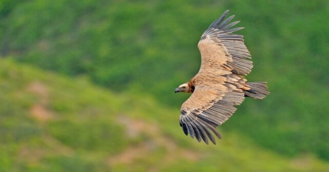 buitre leonado Hoces del Riaza volando en parque natural