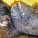 Ai, le chimpanzé qui a reconnu plus de 100 caractères chinois et l'alphabet anglais, décède à 49 ans