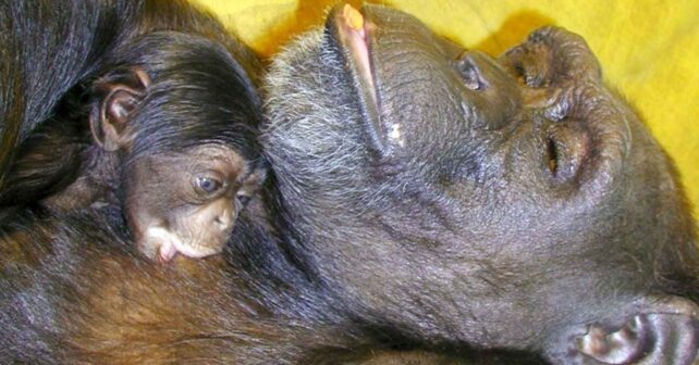 Ai (chimpancé) descansa junto a su cría (imagen asociada a los estudios de la Universidad de Kioto)