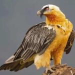 Alarme environnementale due à un gypaète barbu empoisonné au cœur des Picos de Europa