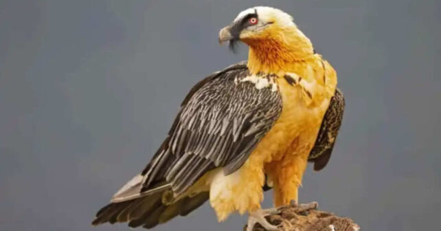 Quebrantahuesos envenenado localizado en una zona de alta montaña