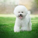 Bichon frisé : des secrets méconnus qui vont vous faire craquer