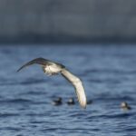 C'est ainsi que le projet MARAVES change la conservation des oiseaux marins en Méditerranée