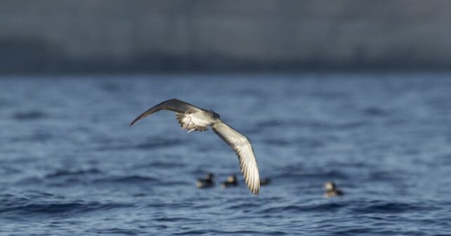 Pescadores y científicos trabajando juntos en el proyecto MARAVES para conservar aves marinas