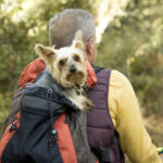 Ce Yorkshire Terrier blessé refuse de rester à la maison — la suite va vous bouleverser