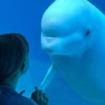 Ce nouveau sanctuaire pourrait être l’avenir de la réhabilitation des baleines captives