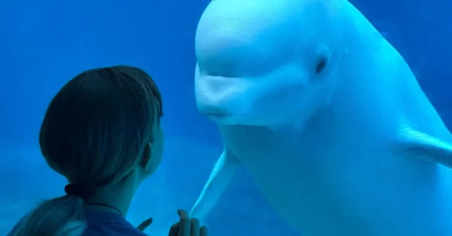 Une petite fille et un béluga se retrouvent face à face dans un aquarium.