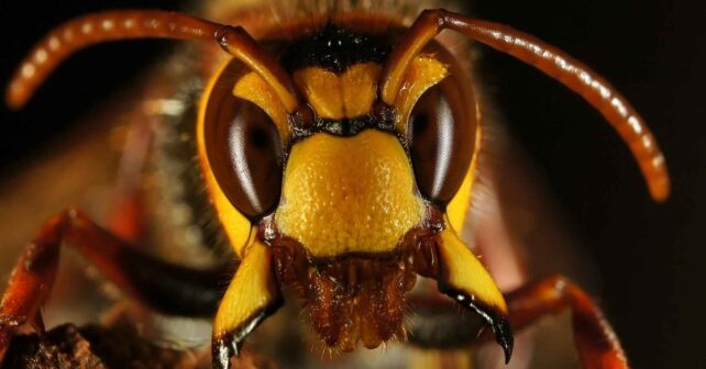 Primer plano de un avispón patas amarillas (Vespa velutina), especie invasora bajo vigilancia en Auckland