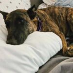 Ce père explose de joie en accueillant chez lui un chien adopté : un moment bouleversant qui réchauffe le cœur