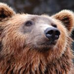 C’est ainsi que fonctionne la domination des ours bruns lorsqu’ils se regroupent