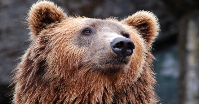 dominancia de los osos pardos