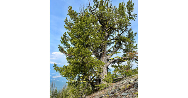 Photo gracieuseté de Randy Moody