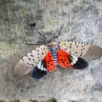 Chien contre Lanternfly