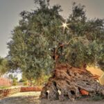 Dans un village tranquille de Crète, un olivier âgé de 2 000 à 4 000 ans continue de produire de nouvelles feuilles et olives
