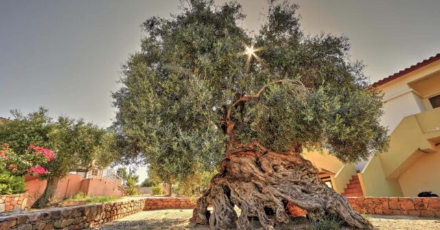 Dans un village tranquille de Crète, un olivier âgé de 2 000 à 4 000 ans continue de produire de nouvelles feuilles et olives