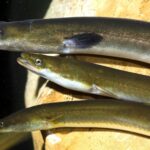Dernière chance pour l'anguille européenne en danger critique d'extinction dans la Mar Menor