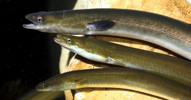 Anguila europea en peligro crítico marcada en el proyecto GePescArt-2