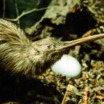 Des bénévoles s'unissent pour protéger le nouvel habitat du kiwi, devant le méga mât de hêtre