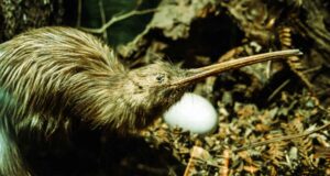 Kiwi moteado (roroa) junto a su huevo en el suelo del bosque