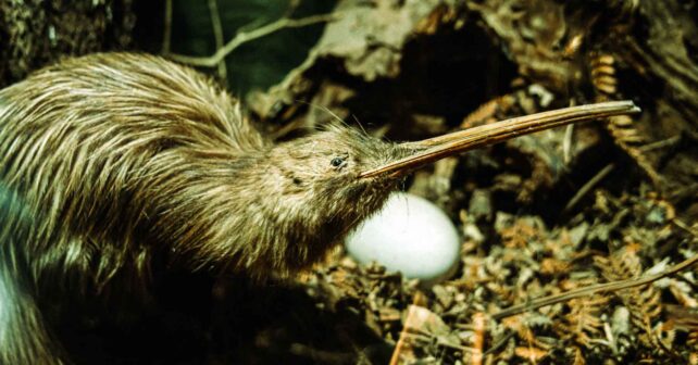Kiwi moteado (roroa) junto a su huevo en el suelo del bosque