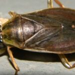 Des milliers d'habitants de Buenos Aires ont regardé le balcon la nuit et ont vu un énorme insecte brun collé à la vitre, mais l'explication n'a rien à voir avec les cafards.