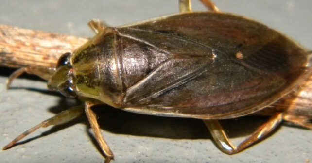 Chinche de agua (Belostomatidae) en primer plano, insecto acuático que vuela y se acerca a las luces en Buenos Aires