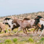 Des milliers de chevaux sauvages disparaissent et les écosystèmes fragiles de Kosciuszko commencent lentement à se rétablir