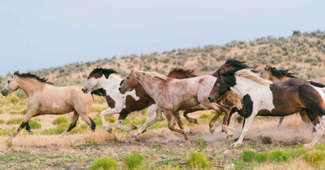 Caballos salvajes corriendo en un paisaje árido, símbolo del impacto en el Parque Nacional Kosciuszko (Australia)