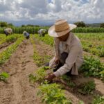 Des scientifiques découvrent au Mexique une « petite armée » de bactéries capables d’aider l’agriculture