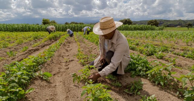 Agricultores trabajando el suelo en la Mixteca Alta, donde la UNAM ha identificado bacterias beneficiosas para la agricultura.