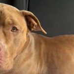 Elle accueille un chien de refuge pour une soirée : le lendemain, sa vie bascule de la plus belle des façons (vidéo)