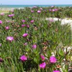 Elle ressemble à une belle couverture de fleurs, mais cette plante belle à l'extérieur et nuisible à l'intérieur envahit tranquillement les plantes indigènes des côtes.