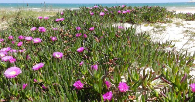 Planta de hielo (Carpobrotus) con flores fucsias invadiendo dunas costeras junto al mar