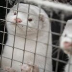Ils dénoncent les manœuvres pour sauver les élevages de visons en Galice