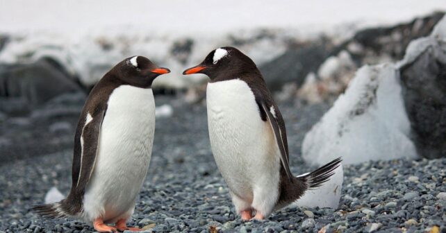 Pingüinos en la Antártida durante el Día de Concienciación por los Pingüinos 2025
