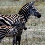 Journée internationale du zèbre 2026 : le symbole africain en danger