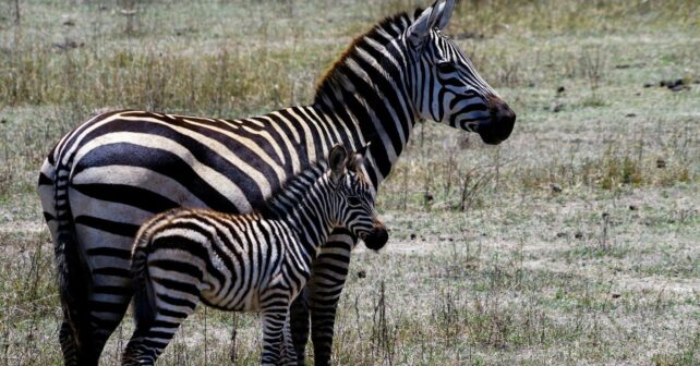 Día Internacional de la Cebra 2026 y conservación de cebras africanas
