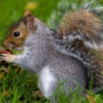 Journée mondiale de l'écureuil 2026 : pourquoi est-il essentiel de protéger ce petit ingénieur forestier ?